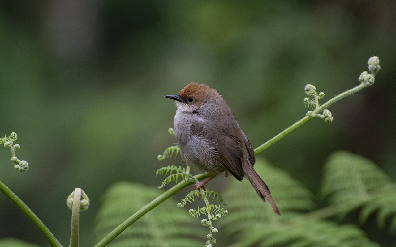 Top 10 Uganda Birding Hotspots – Where to go birding in Uganda