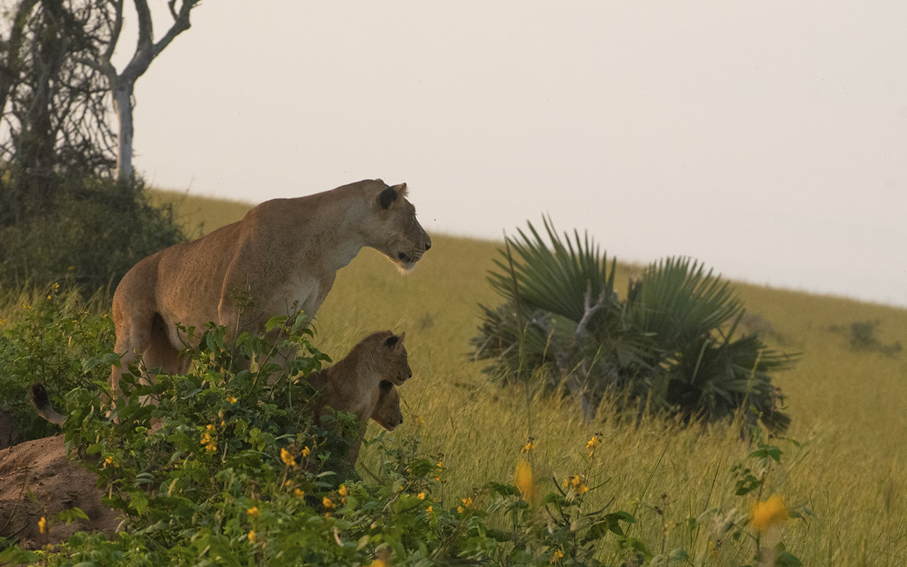 Highlights on a Uganda Wildlife Safari