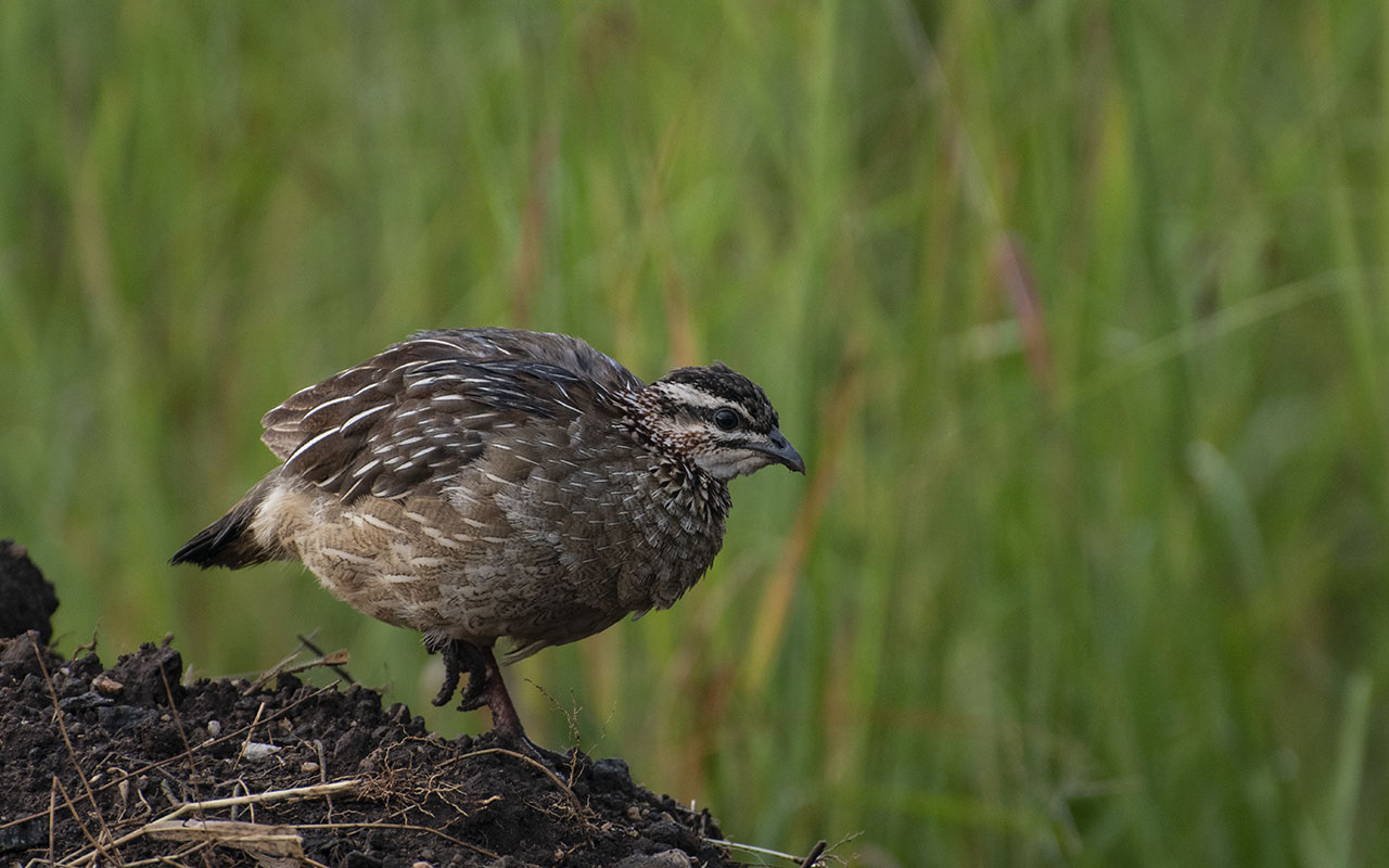 Top 20 Birds to see on a Uganda Birding Tour