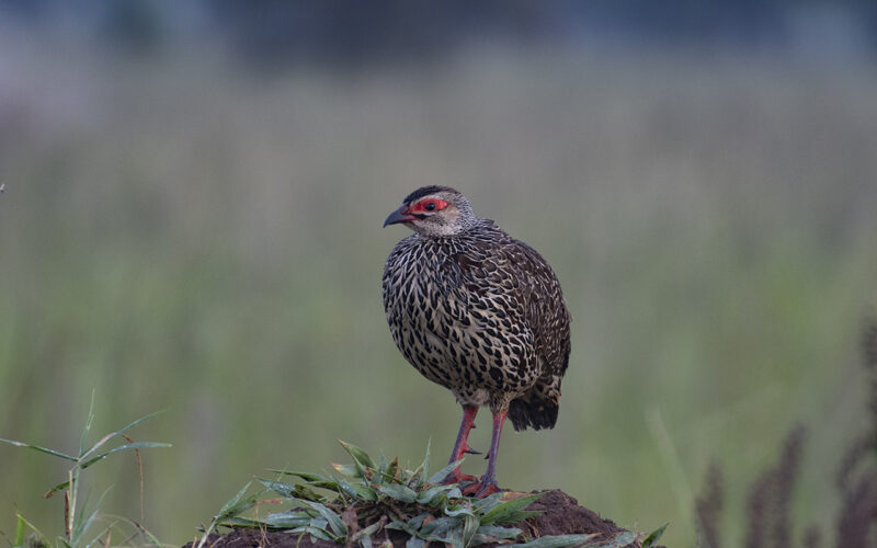 Birds of Kidepo NP