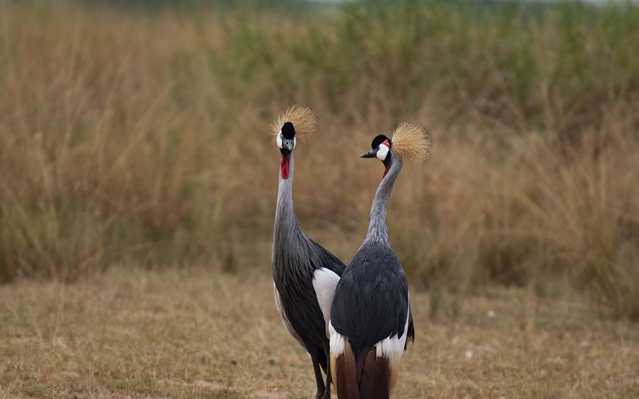 Top 20 Birds to see on a Uganda Birding Tour