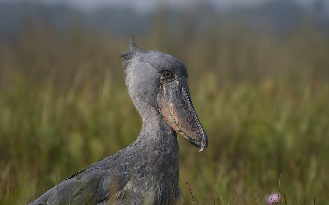 The Shoebill