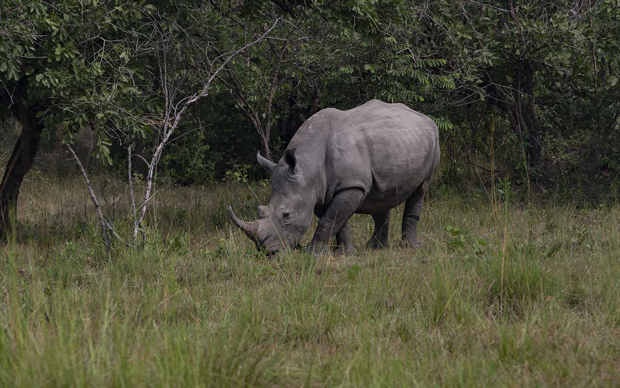 Rhino Tracking Experience in Uganda