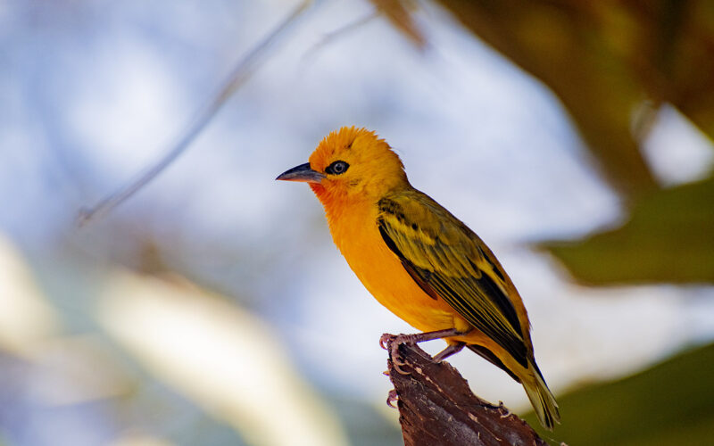 Orange Weaver on Lake Victoria