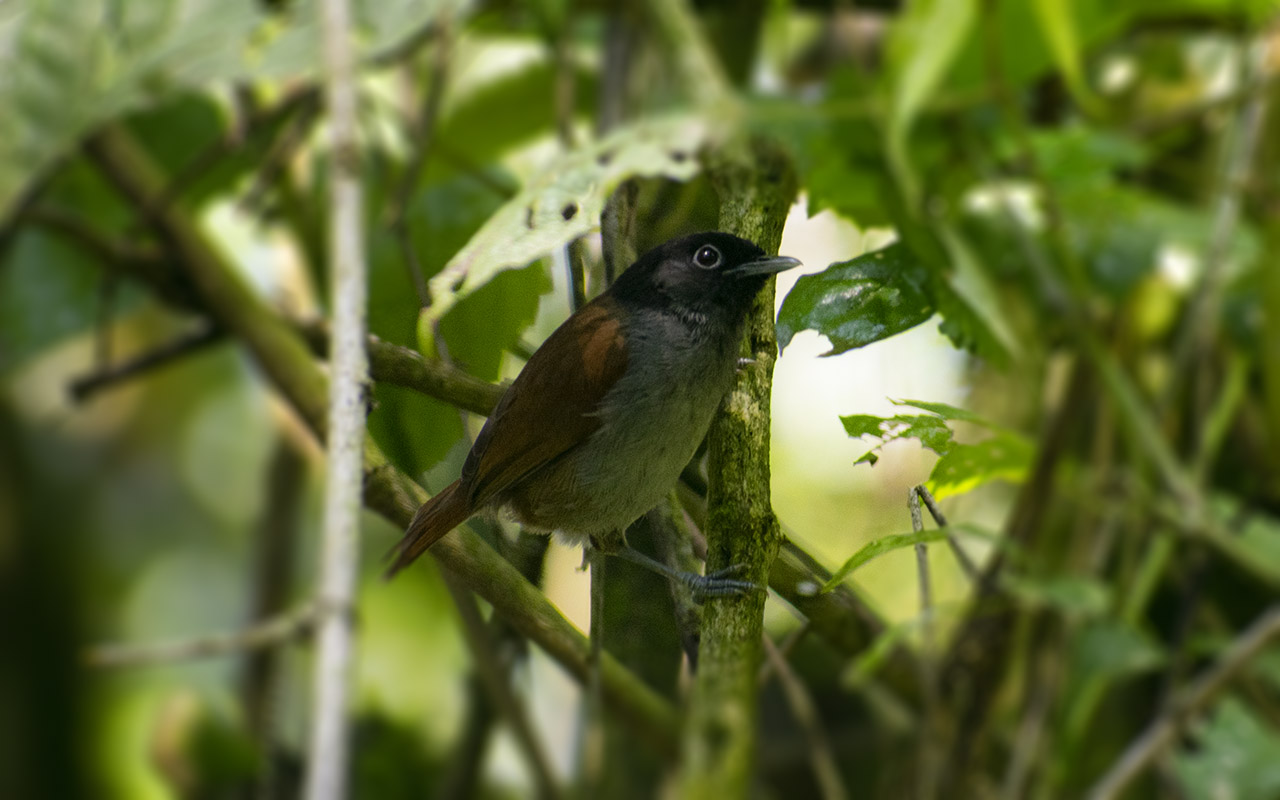 Birding Hotspots in Rwanda – Nyungwe Forest National Park