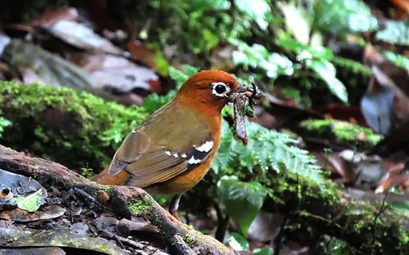 16 days Uganda Birding