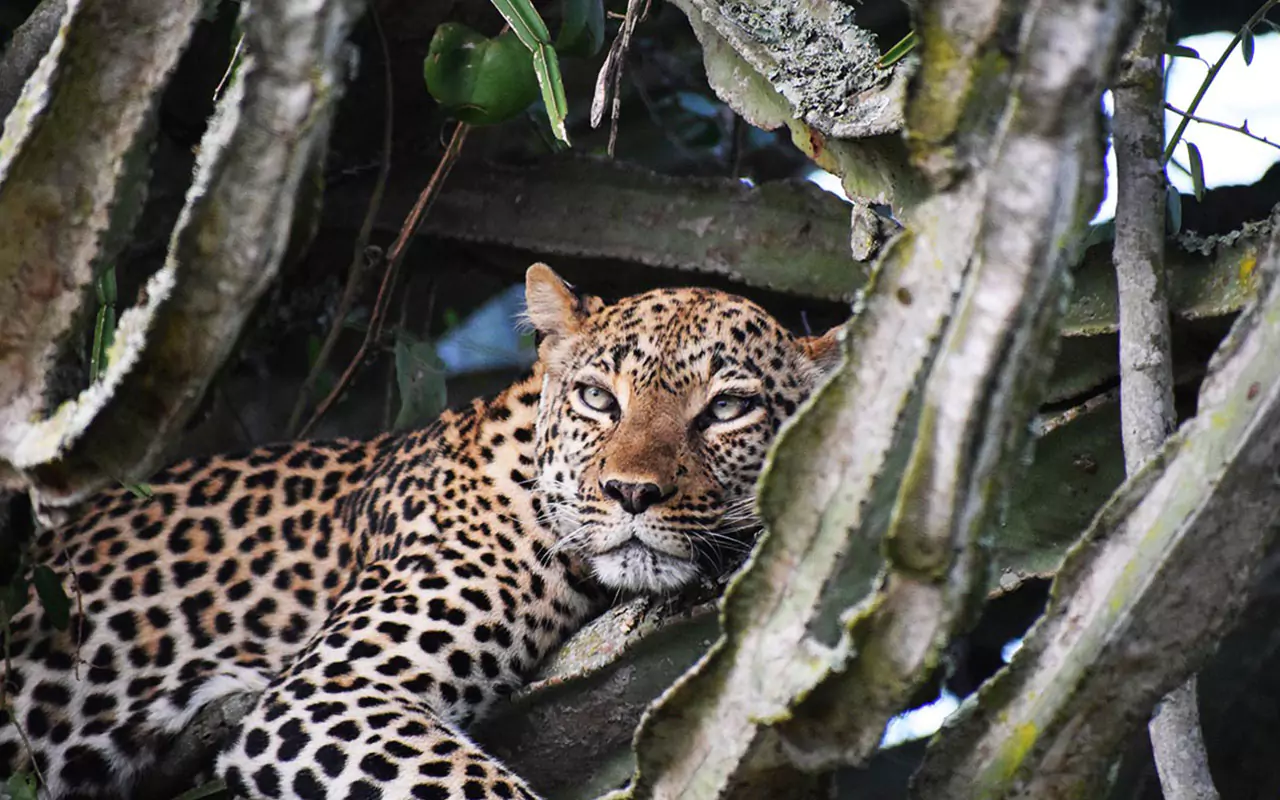 Highlights on a Uganda Wildlife Safari