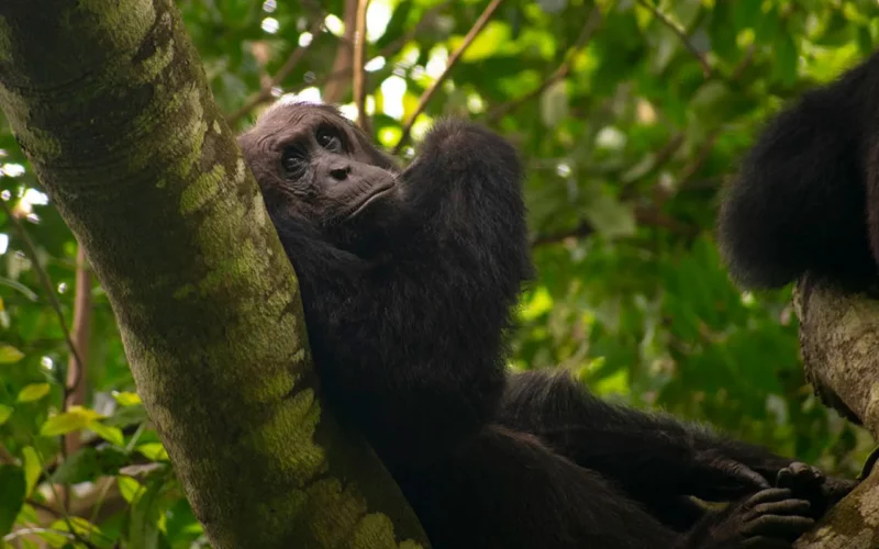 3 days Chimpanzee