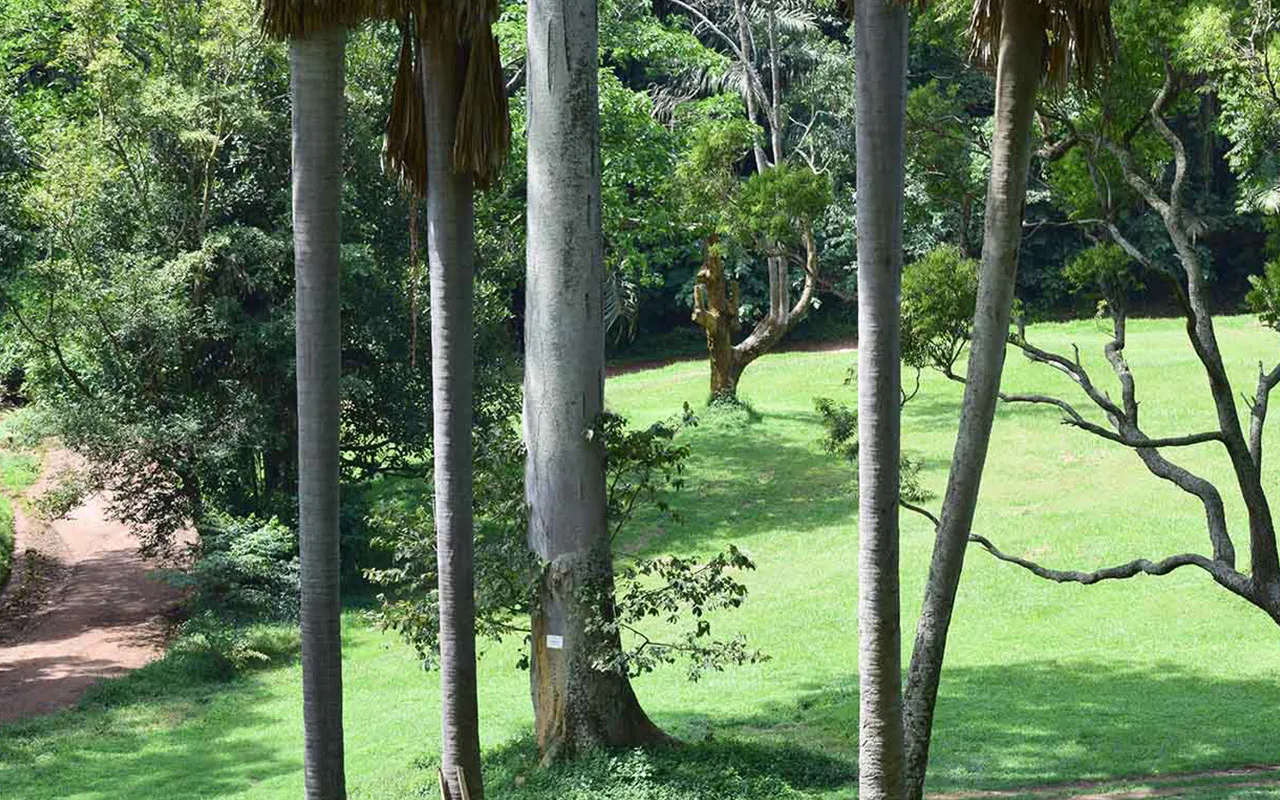 Entebbe Botanical Gardens – Birding and Leisure Walks