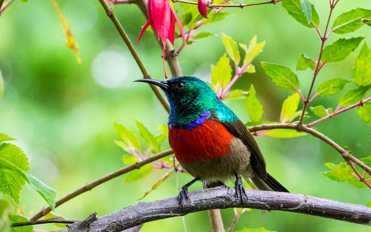 Birding Hotspots in Rwanda – Nyungwe Forest National Park