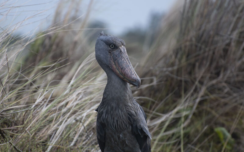 The Shoebill is one of the highlights to see on a Uganda Birding Tour. Shoebill is found in Mabamba Wetlands Murchison Falls Delta, Ziwa Rhino Sanctuary and more