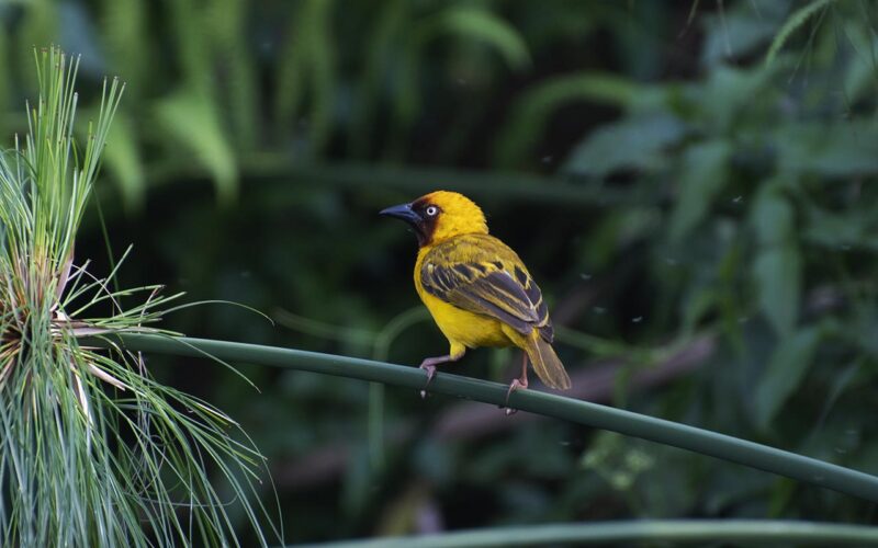 Birding Safaris in Uganda