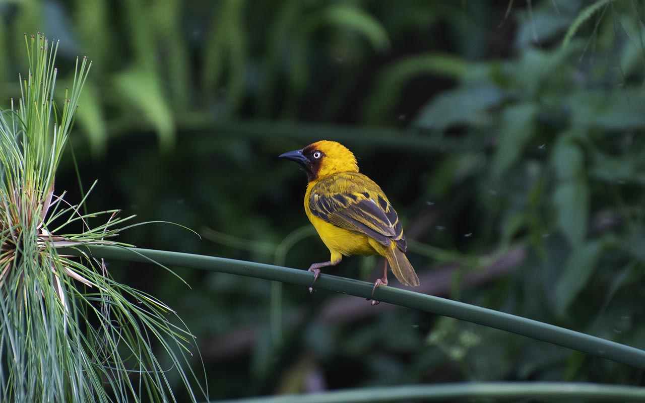 Birding Safaris in Uganda