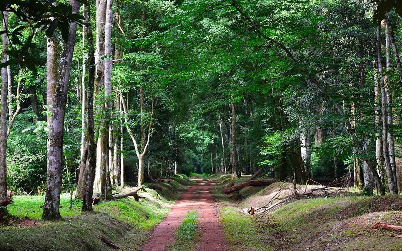Birding Hotspots in Uganda – The Royal Mile at Budongo Forest