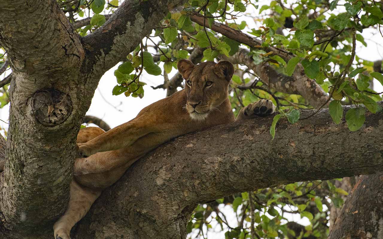 The Tree Climbing Lion prides of Ishasha are a top highlight while on game viewing safari through Queen Elizabeth NP