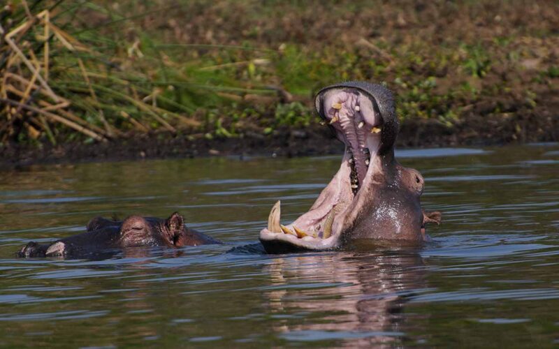 Hippo seen on Lake Ihema on a boat safari