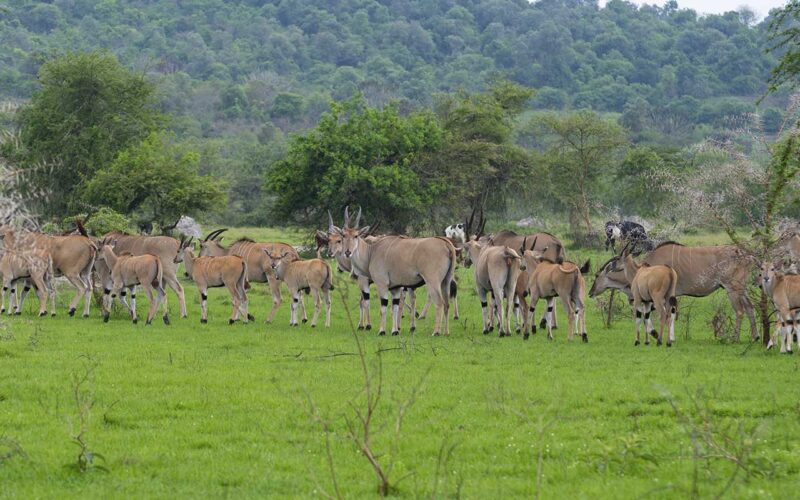 Lake Mbulo is Uganda's smallest of savanna parks and the most scenic popular with game drives, nature walks, biking and horse riding