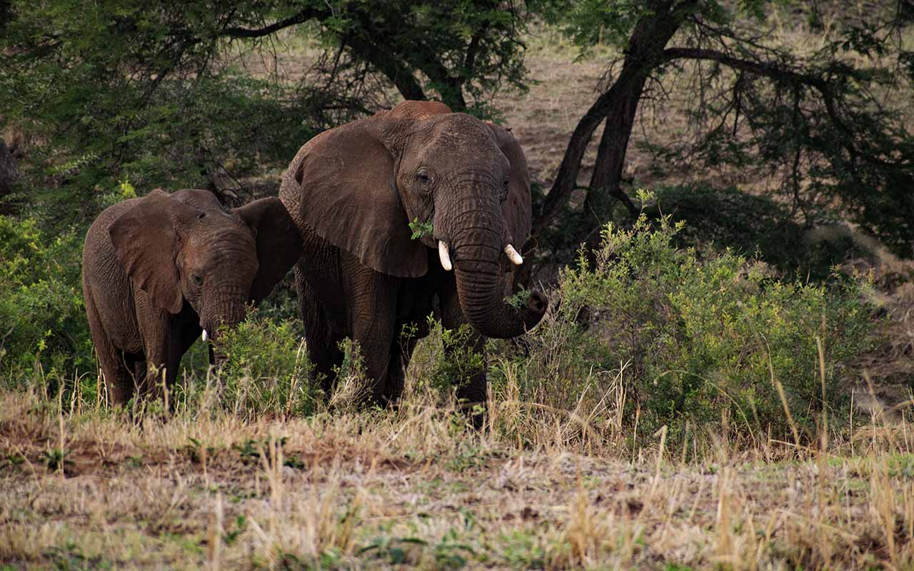 Things to do in Kidepo Valley National Park