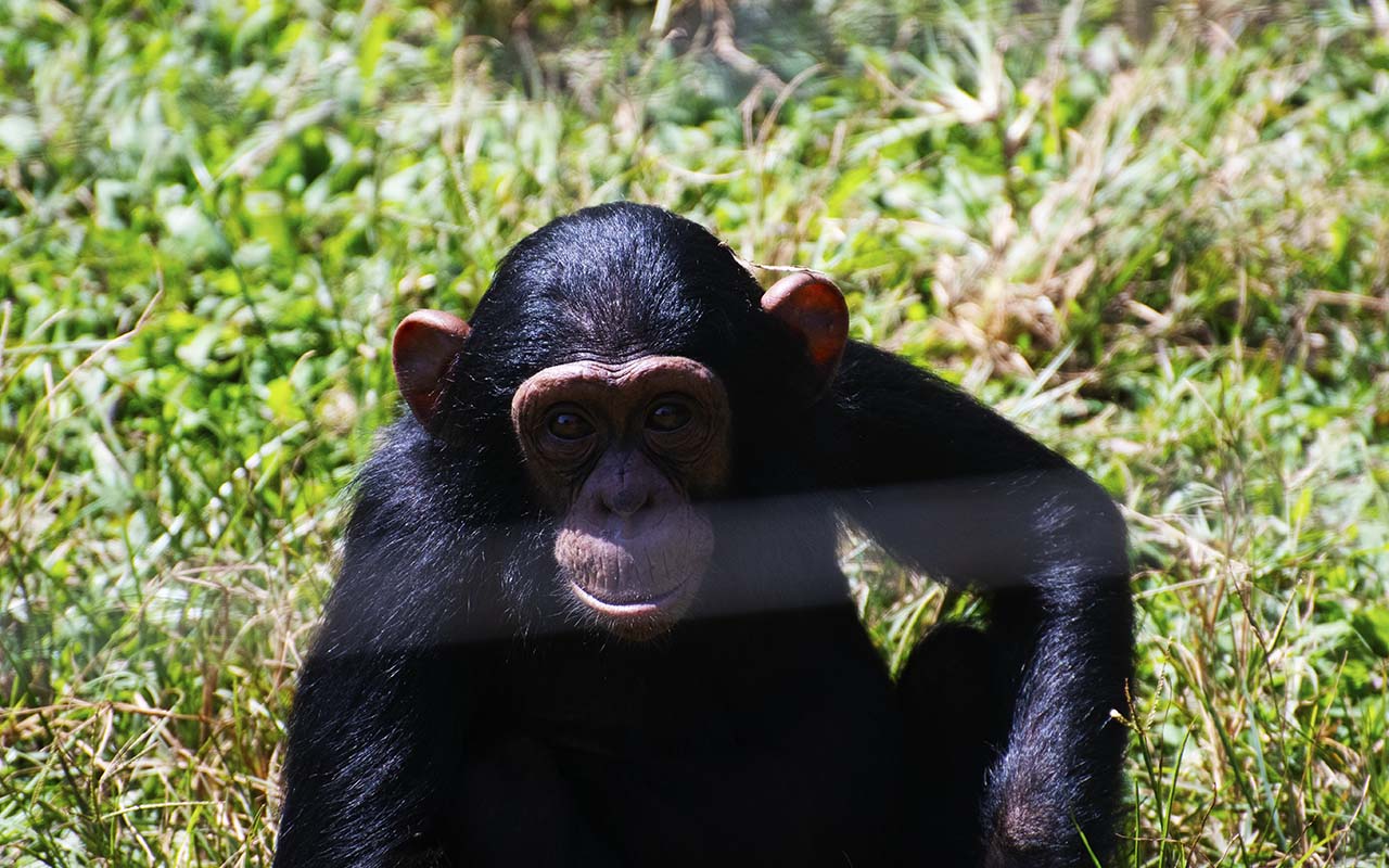 Ngamba Island Chimpanzee Sanctuary