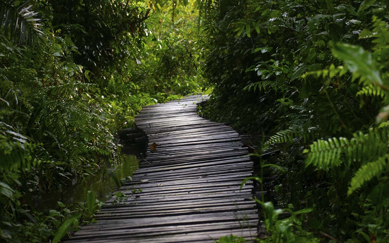 Bigodi Wetland Sanctuary