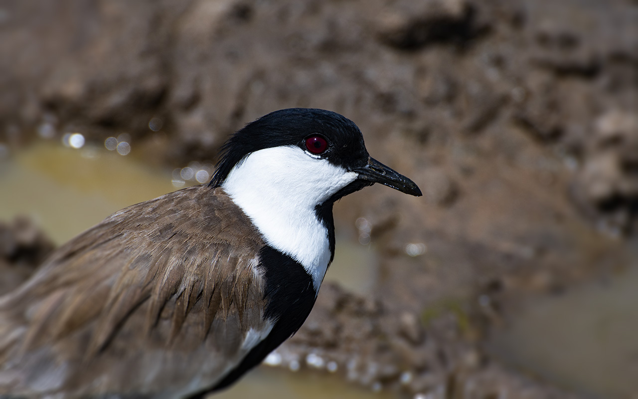 A Planning Guide for a Birding trip to Uganda