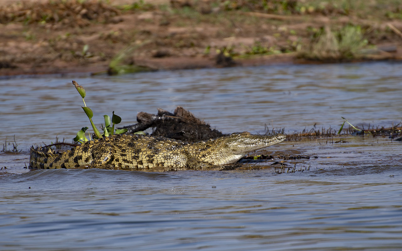 Lake Ihema Boat Cruise Safari