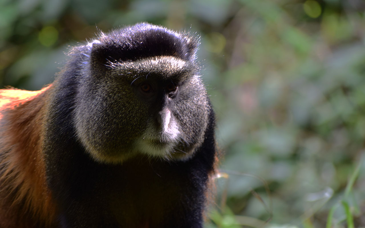 Golden Monkey Trekking in Rwanda
