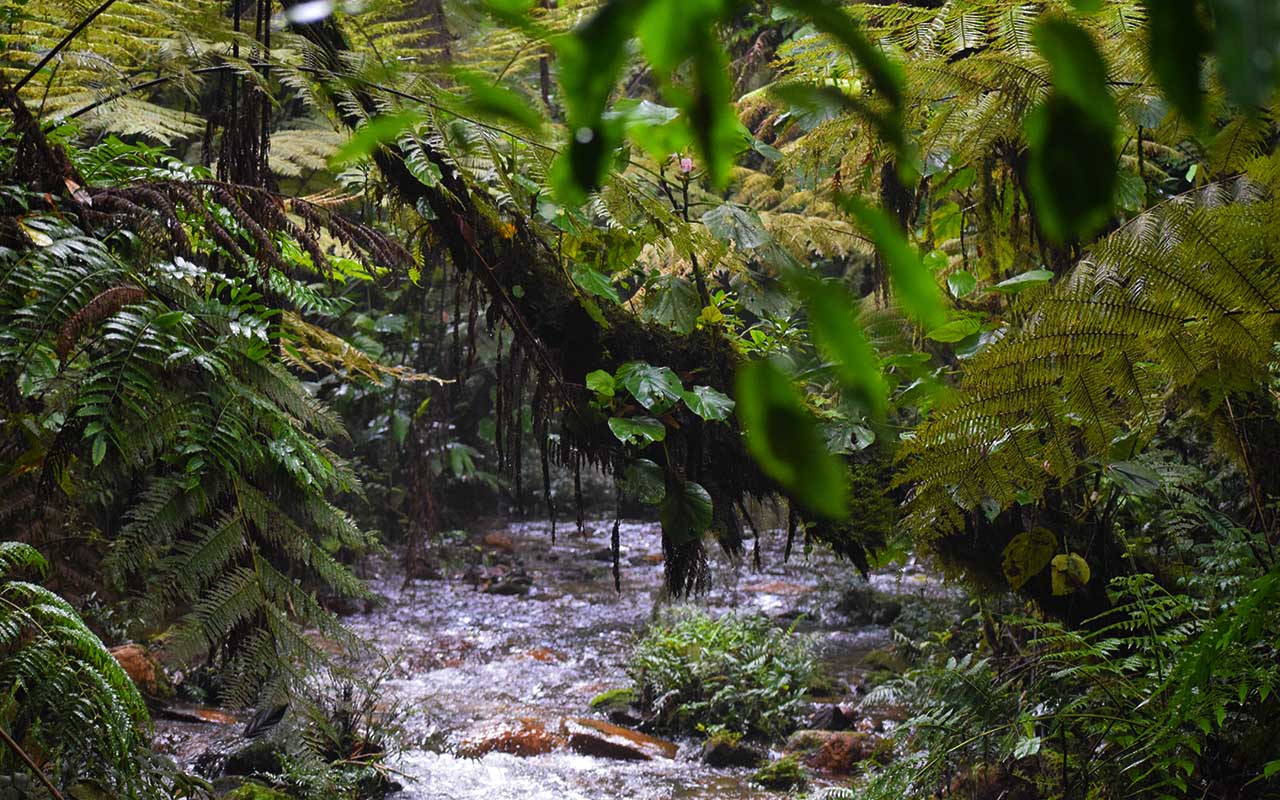 Hiking Guide to Nyungwe Forest National Park