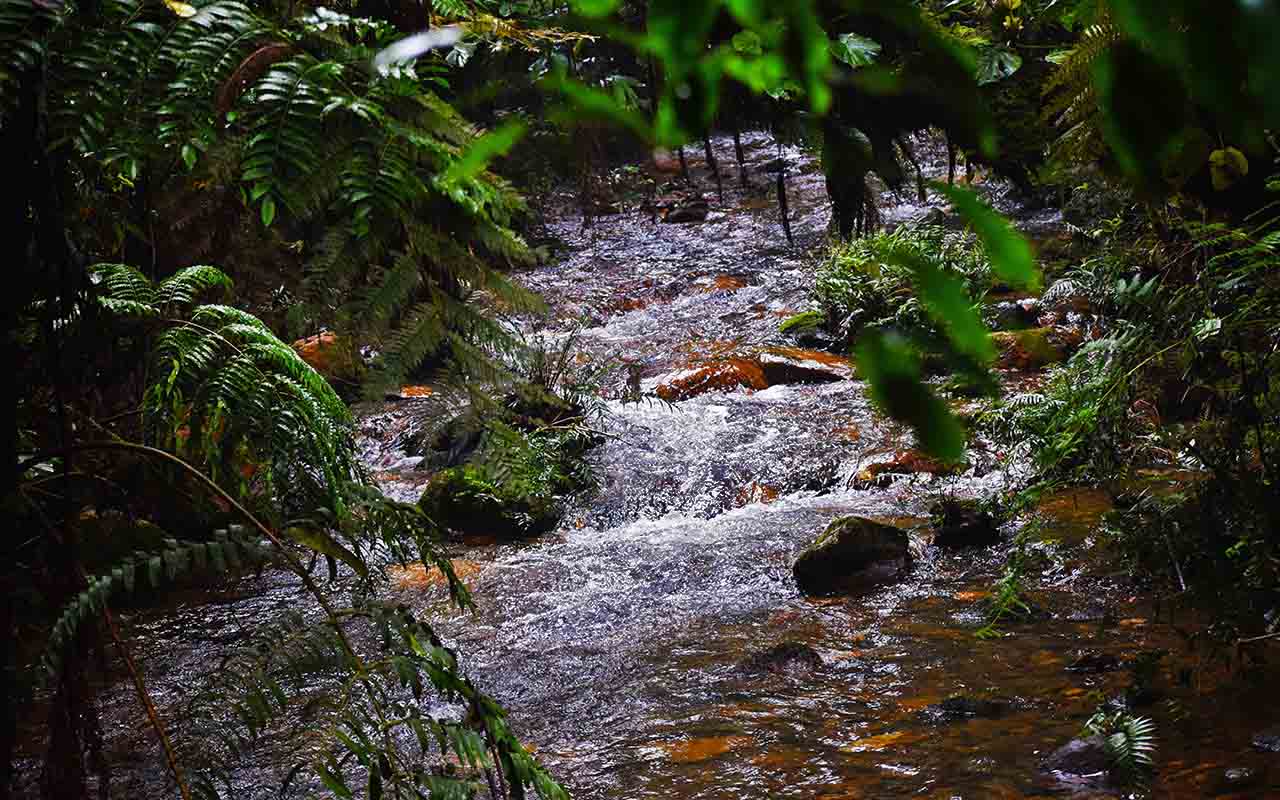 Hiking Guide to Nyungwe Forest National Park – Rwanda