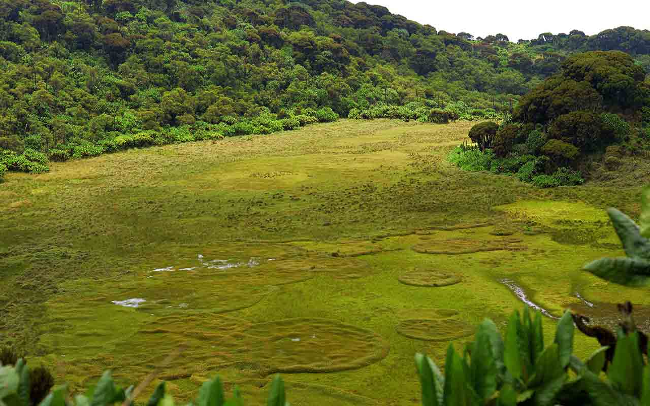 Volcano Hiking in Rwanda