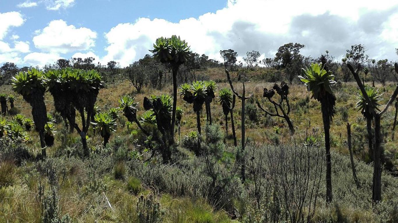 Hiking Guide to Mount Elgon