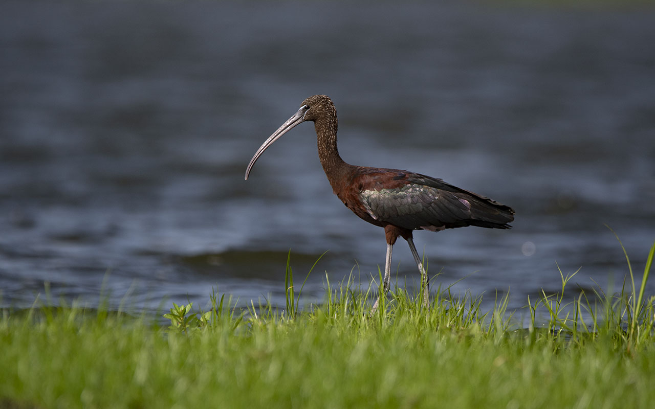 Lutembe Bay is an Important Bird Area and a Ramsar site known for a diversity of birds species including Palearctic migrants that utilize this wetland habitat along with resident waders.