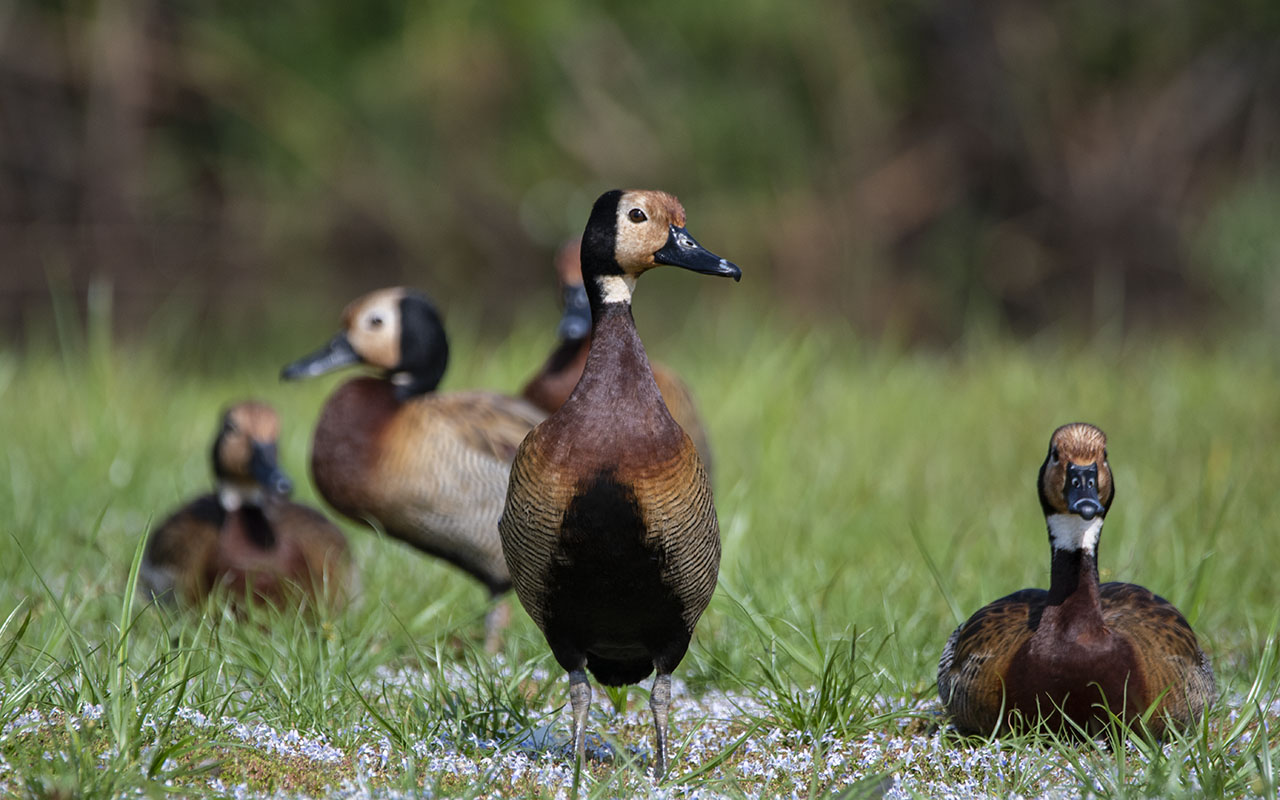Birding Bugesera and Gashora Wetlands – Rwanda Birding Hotspots