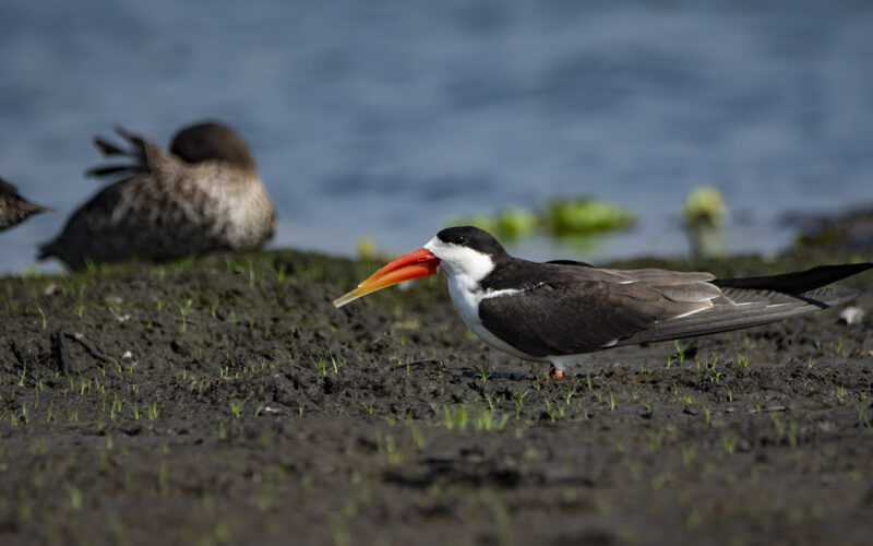 Day birding tour at Lutembe bay near Entebbe