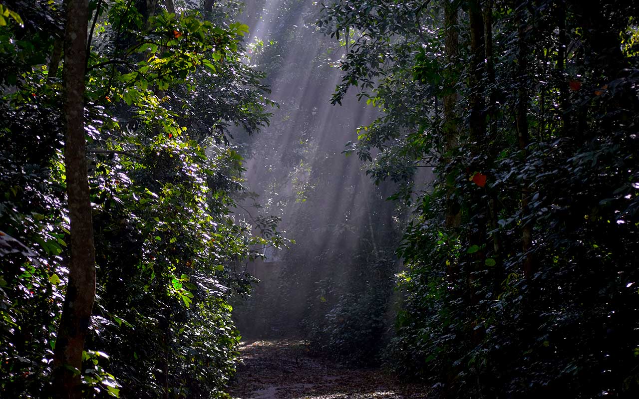 Top Activities and Attractions to do at Mabira Forest