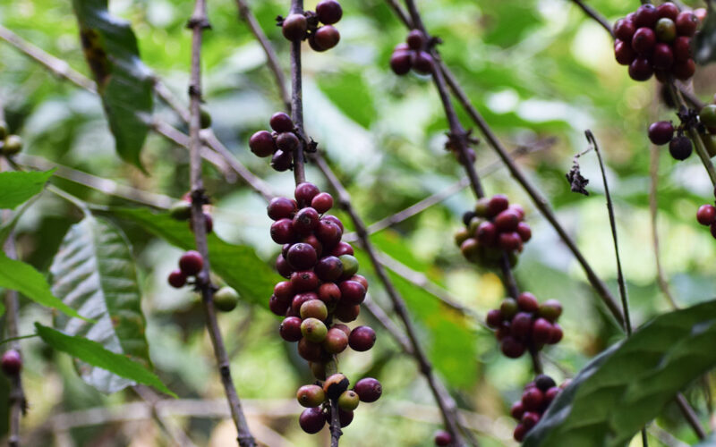 Coffee Experience in Uganda