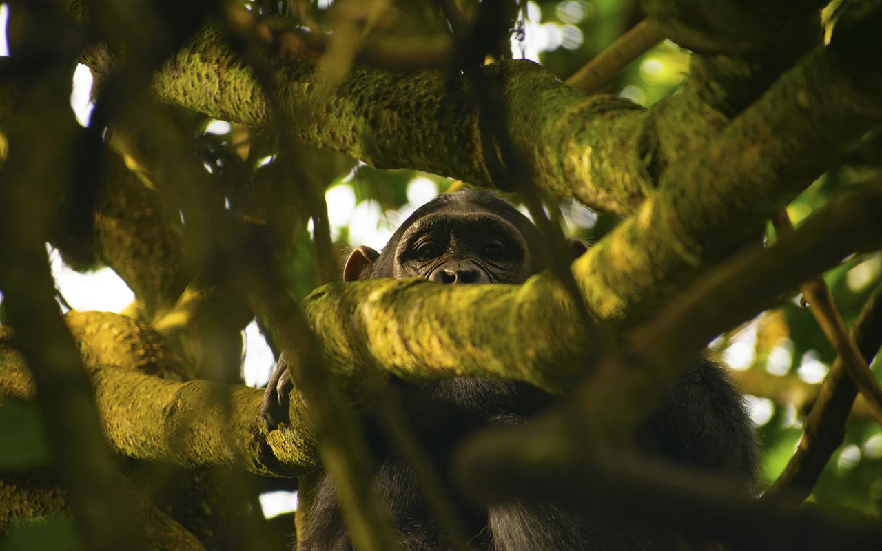 Chimpanzee trekking at Kalinzu Forest