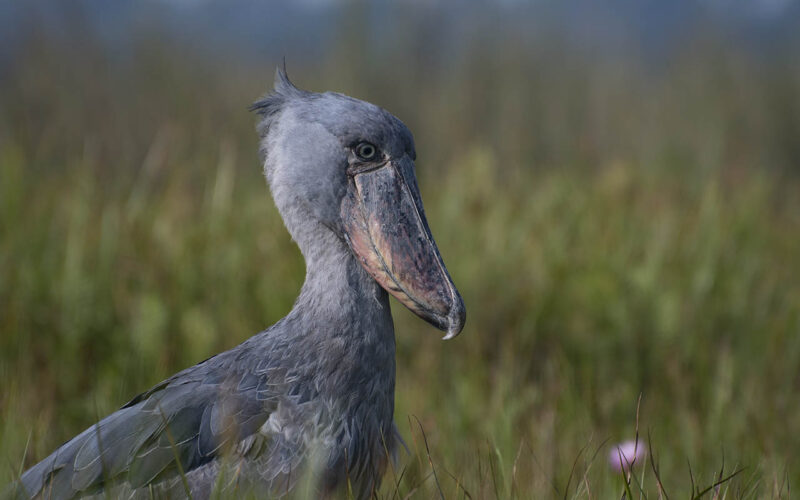 Shoebill birding in Uganda