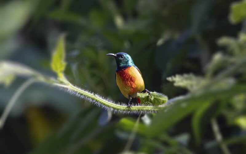 Regal Sunbird (Albertine Rift Endemic)