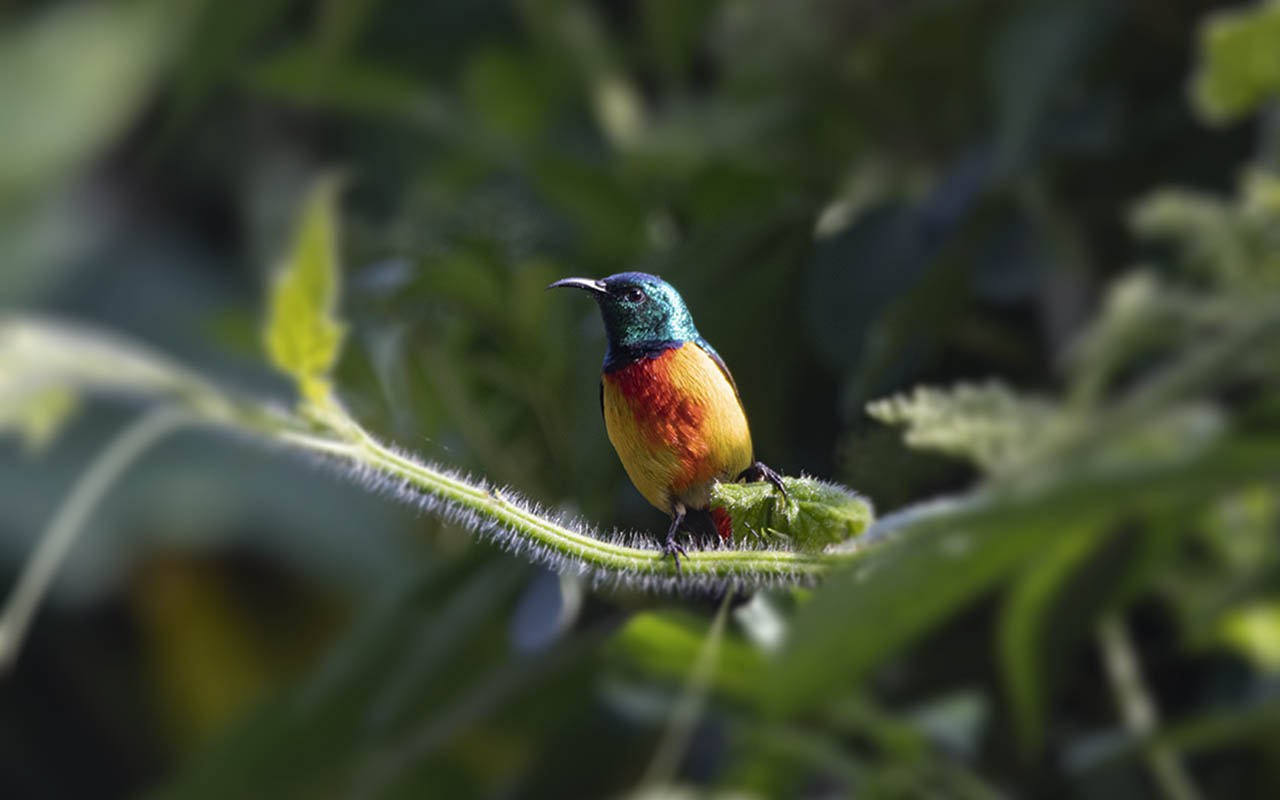 Birding Rwanda’s Albertine Rift Endemics