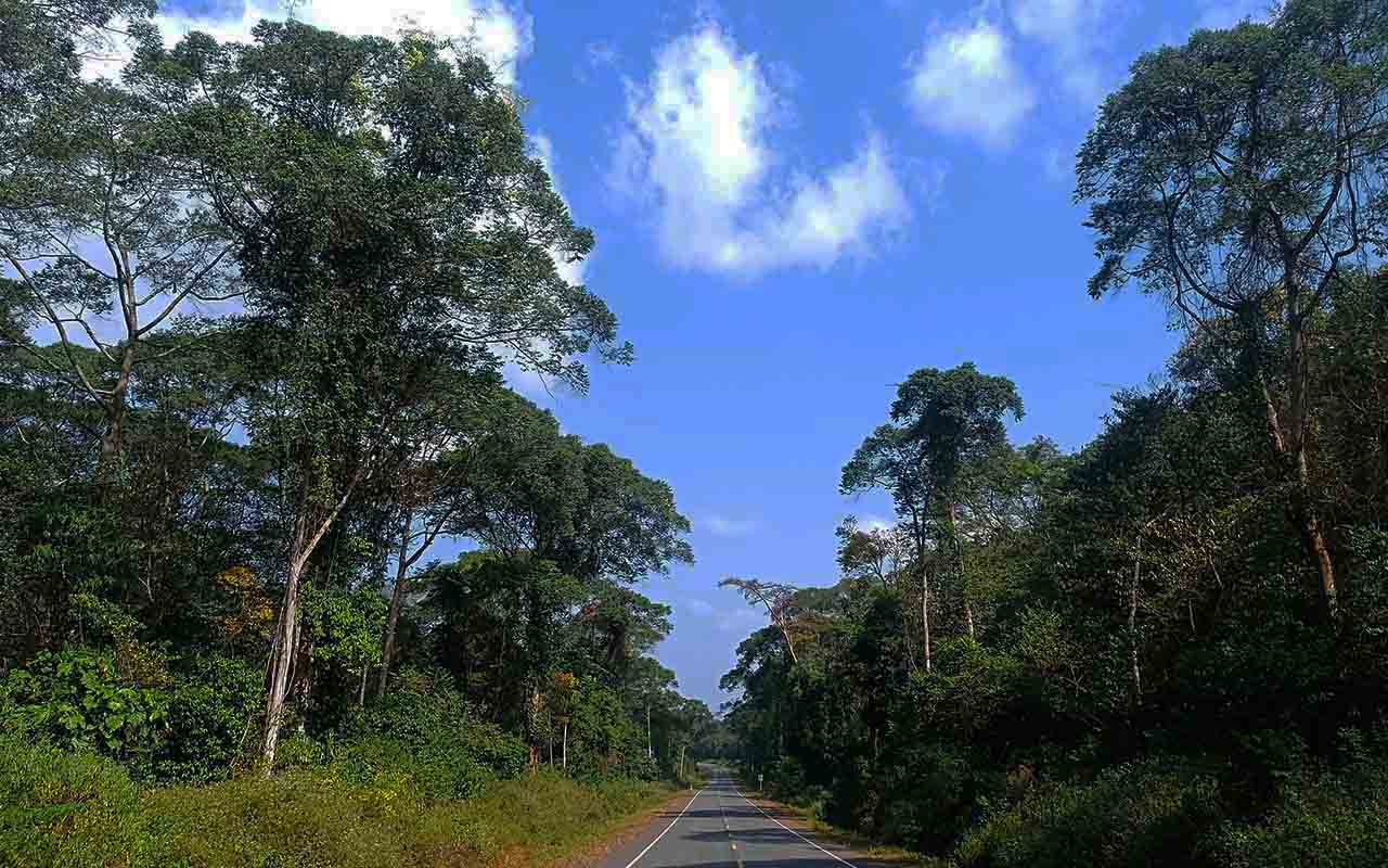 Budongo Forest Attractions and Activities include; Chimpanzee trekking, Birdwatching, and guided forest walks