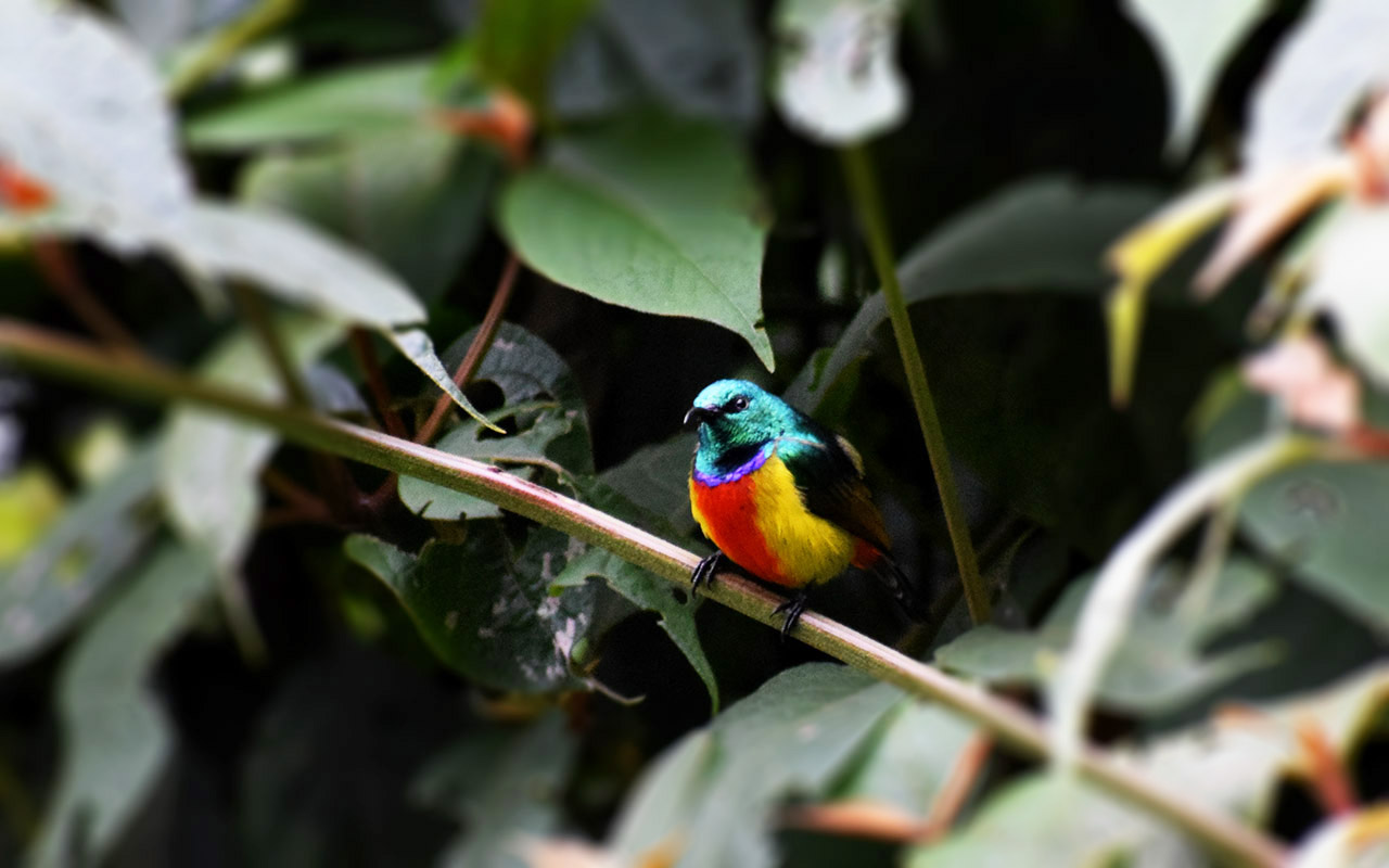 Rwanda Albertine Rift Endemic Birds