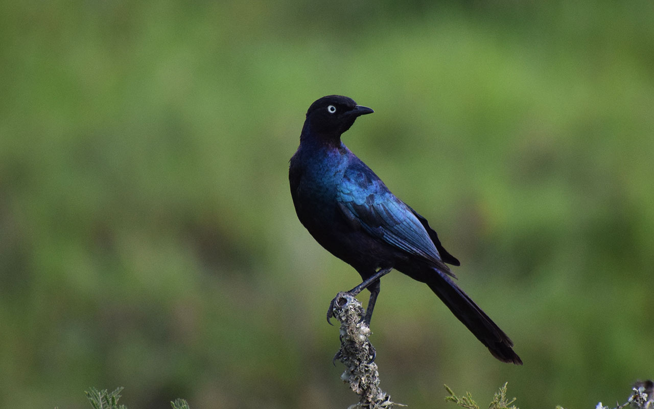 Birding in Pian Upe Wildlife Reserve – Uganda Birding Hotspots
