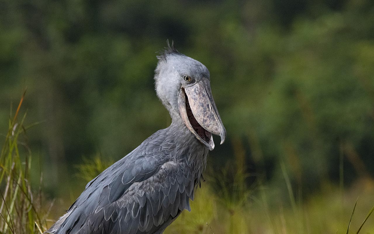 Where to see the Shoebill in Uganda – Uganda Birding Tours