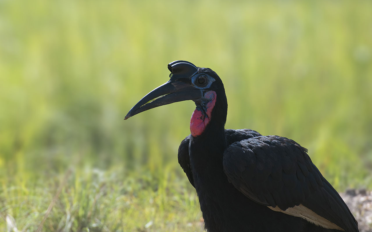 A Guide to Birding in Murchison Falls NP – Uganda Birding Hotspots