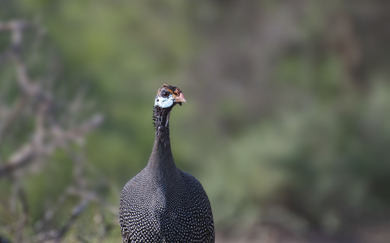 Birding in Lake Mburo National Park – Uganda Birding Hotspots