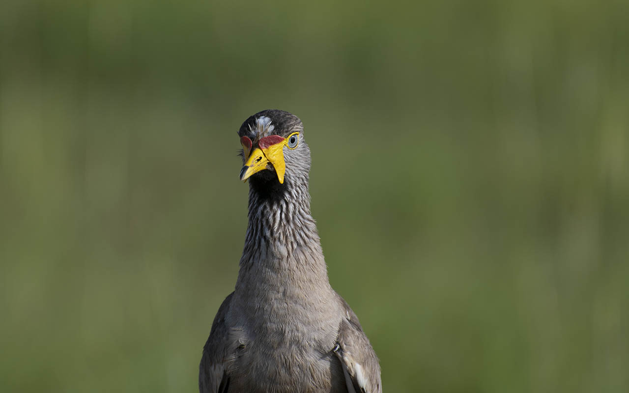 Birdwatching in Queen Elizabeth National Park – Uganda Birding Hotspots