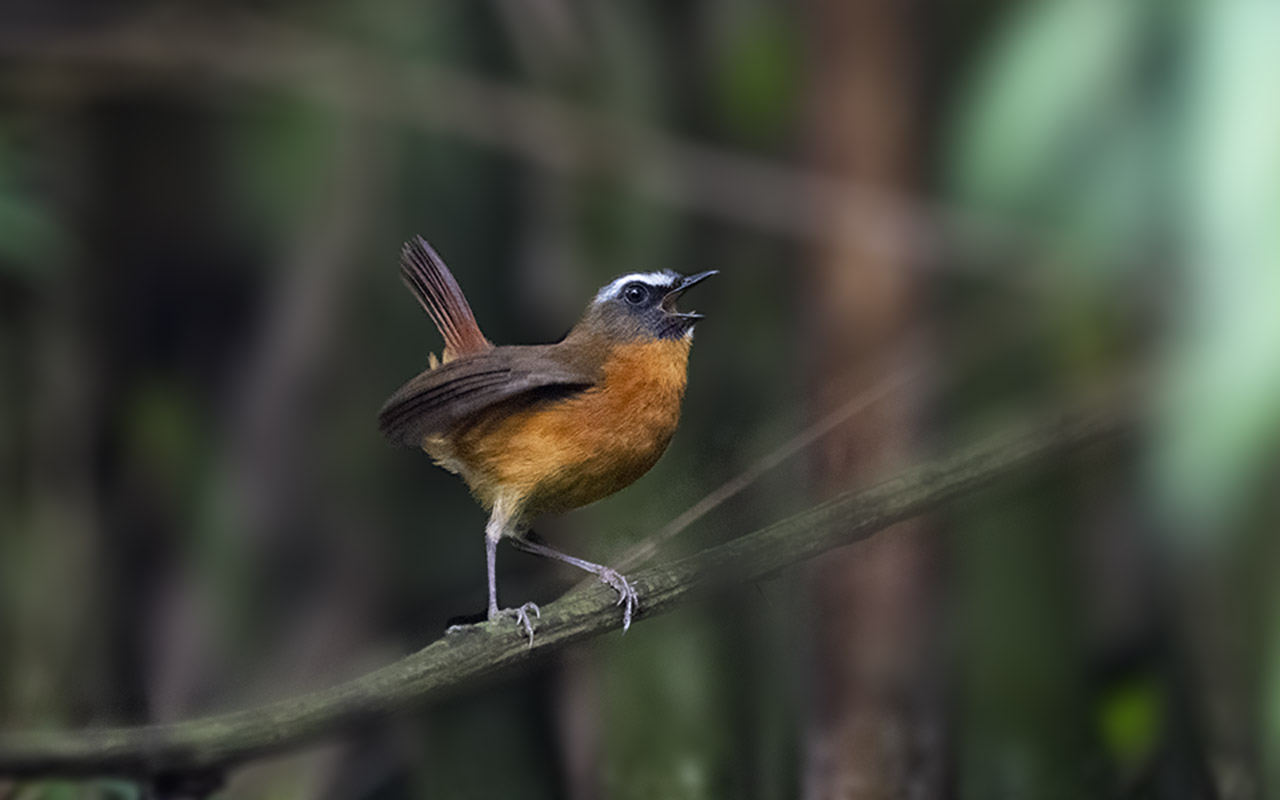 A Birding Guide to Mgahinga Gorilla National Park – Uganda Birding Hotspots