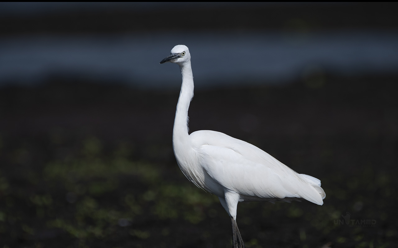 Important Bird Areas in Rwanda