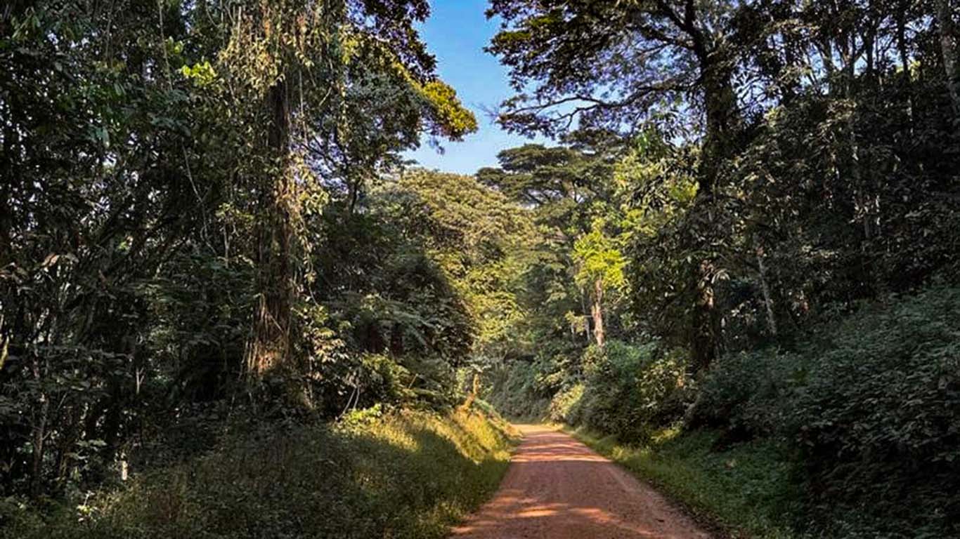 Bwindi walking trail